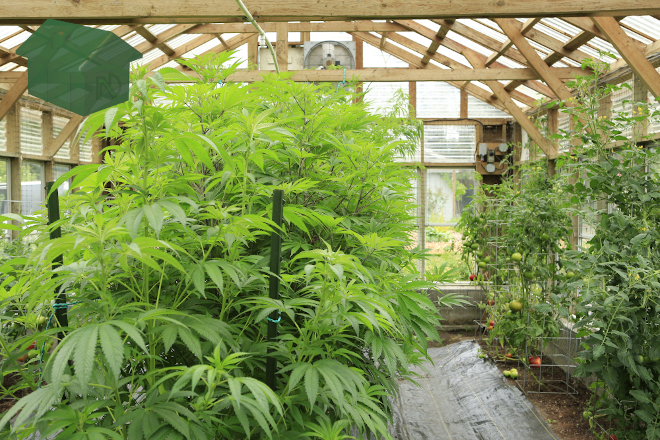 Grow Marijuana at Home
