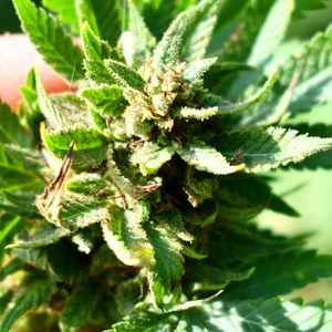 Cannatonic High CBD cannabis strain