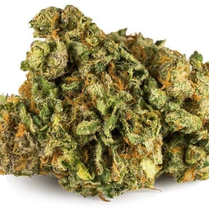 Carmagnola High CBD cannabis strain