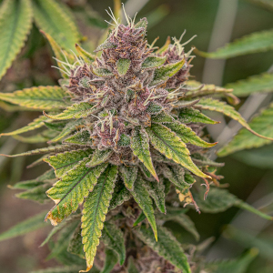 Dragonfruit Sativa Dominant Hybrid cannabis strain