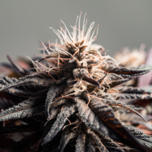 Granddaddy Purple Indica Dominant Hybrid cannabis strain
