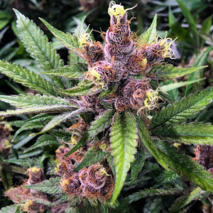 Strawberry Switchblade Indica Dominant Hybrid cannabis strain