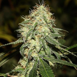Tangerine Kush Balanced Hybrid cannabis strain