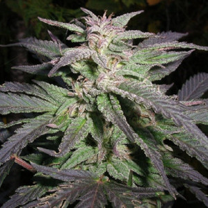 Time Warp Sativa Dominant Hybrid cannabis strain