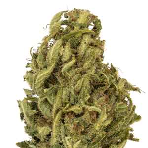 Umpqua High CBD cannabis strain