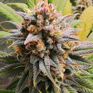 Haze Berry Sativa Dominant Hybrid cannabis strain