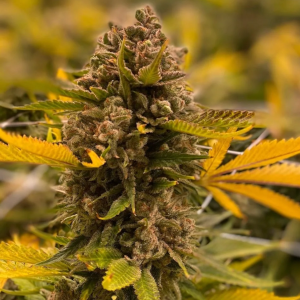 Jack Frost Balanced Hybrid cannabis strain