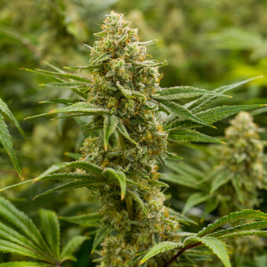 Lemon Tree Balanced Hybrid cannabis strain