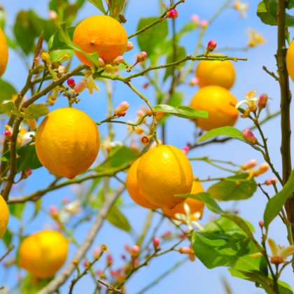 Lemon Tree Balanced Hybrid creative