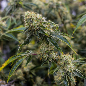 Mandarin Triangle Kush High CBD cannabis strain