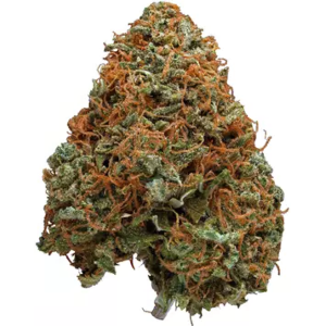 Northern Hashplant High CBD cannabis strain
