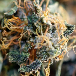 R 4 High CBD cannabis strain