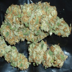 Richie Rich High CBD cannabis strain