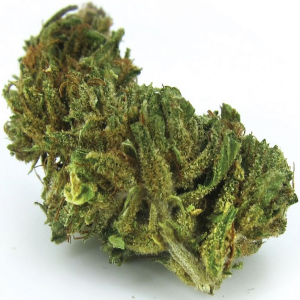Ringos Gift High CBD cannabis strain
