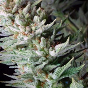 Sour Pez Indica Dominant Hybrid cannabis strain