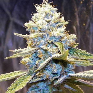 Star Killer Indica Dominant Hybrid cannabis strain