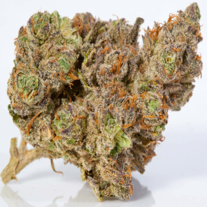 Stardawg Sativa Dominant Hybrid cannabis strain